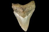 Fossil Megalodon Tooth - North Carolina #109534-1